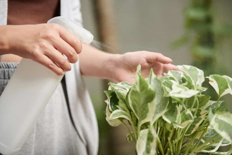 Impulsione o crescimento do Pothos:11 dicas de cuidados no inverno para videiras prósperas 