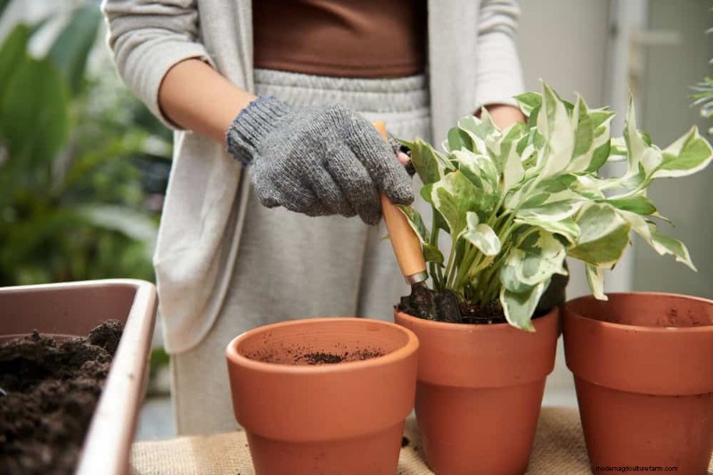 Impulsione o crescimento do Pothos:11 dicas de cuidados no inverno para videiras prósperas 