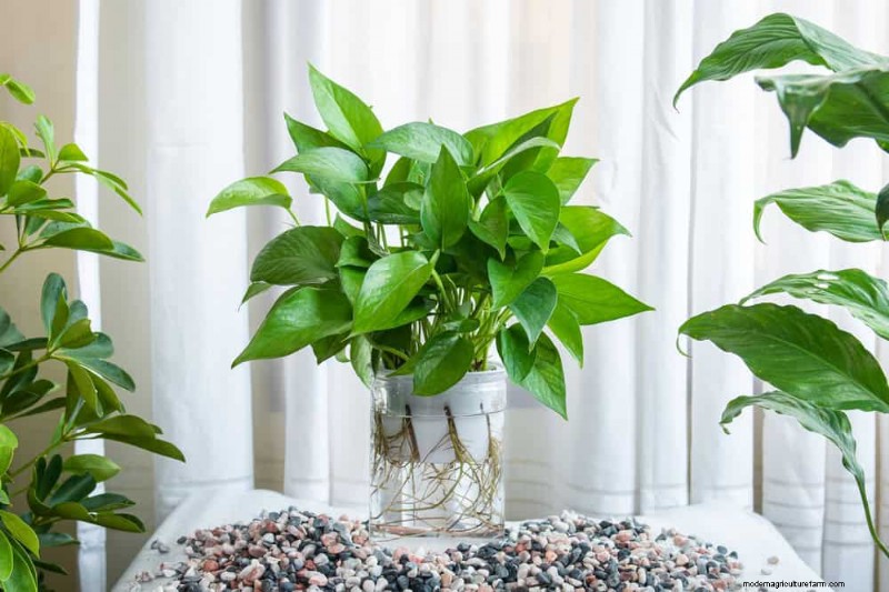 Impulsione o crescimento do Pothos:11 dicas de cuidados no inverno para videiras prósperas 