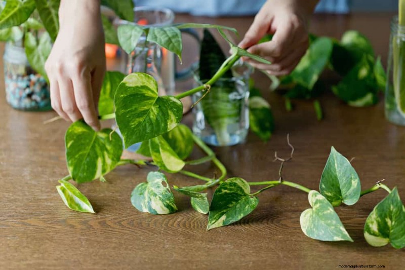 Impulsione o crescimento do Pothos:11 dicas de cuidados no inverno para videiras prósperas 