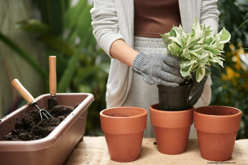 Impulsione o crescimento do Pothos:11 dicas de cuidados no inverno para videiras prósperas 