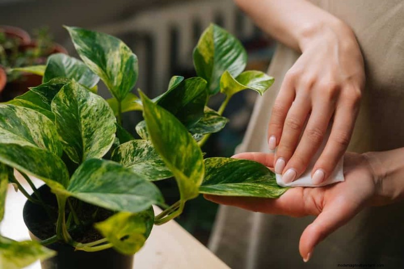 Impulsione o crescimento do Pothos:11 dicas de cuidados no inverno para videiras prósperas 