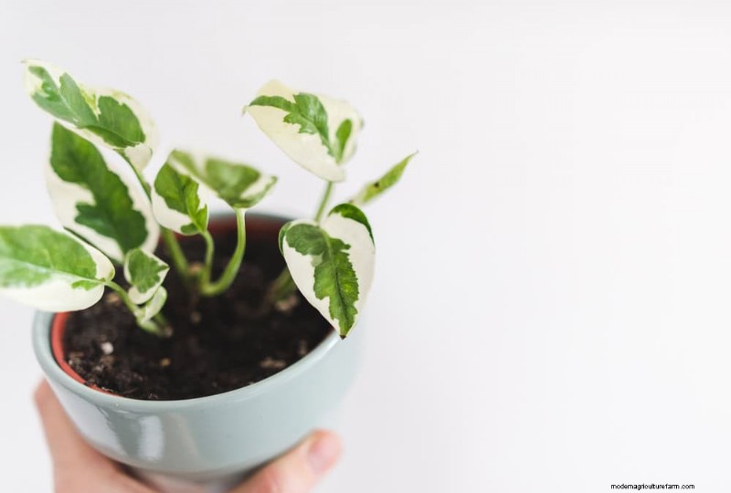 Impulsione o crescimento do Pothos:11 dicas de cuidados no inverno para videiras prósperas 