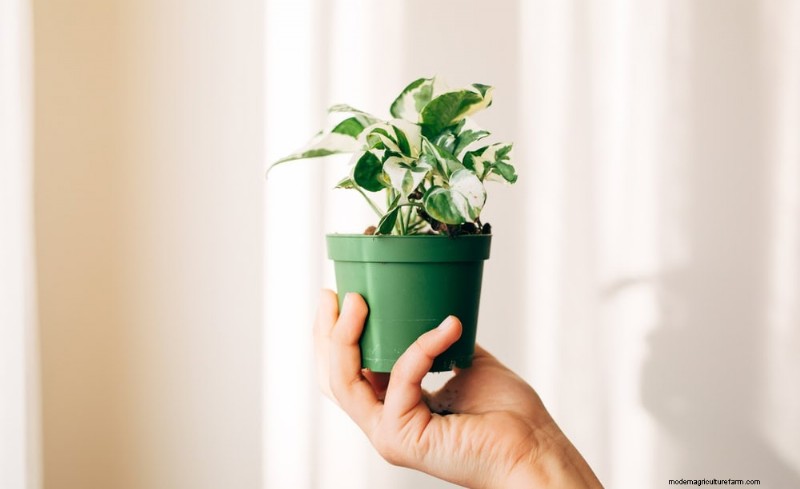 Impulsione o crescimento do Pothos:11 dicas de cuidados no inverno para videiras prósperas 