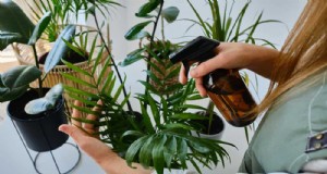 Meningkatkan Kesehatan Tanaman:11 Cara Terbukti Meningkatkan Kelembapan Dalam Ruangan 