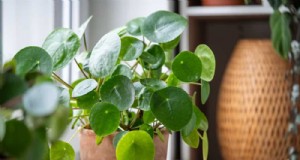 Cuidado de las plantas del dinero:11 consejos de expertos para un crecimiento próspero 