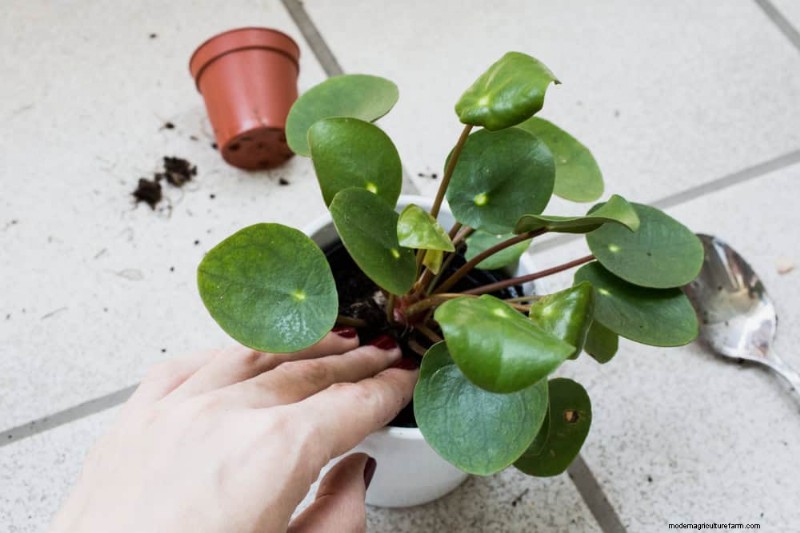 Verzorging van geldplanten:11 deskundige tips voor een bloeiende groei 