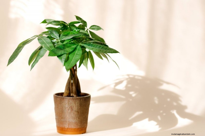 Verzorging van geldplanten:11 deskundige tips voor een bloeiende groei 