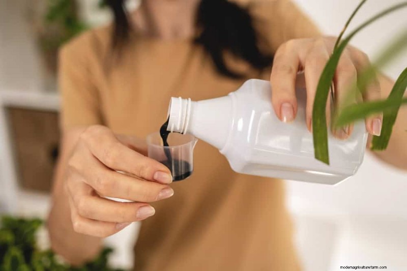 Verzorging van geldplanten:11 deskundige tips voor een bloeiende groei 