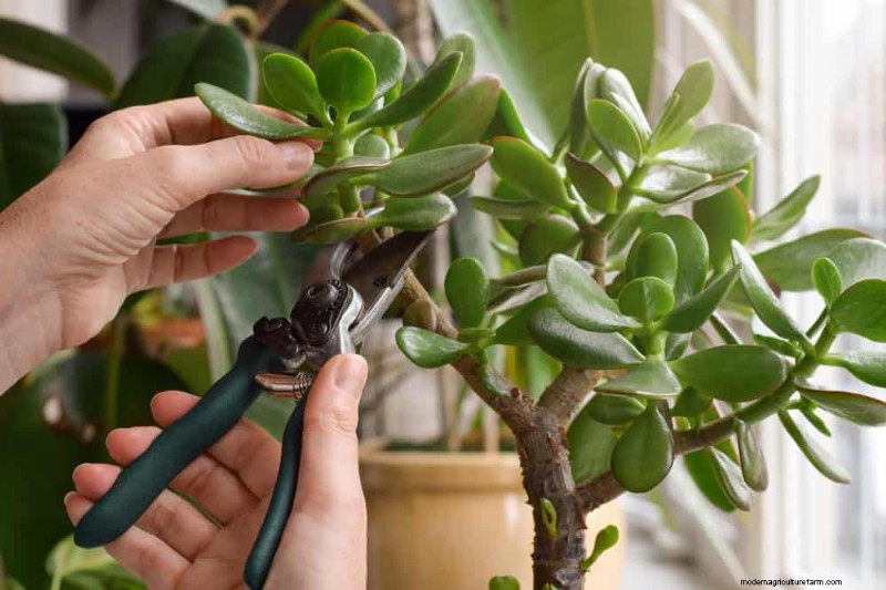 Verzorging van geldplanten:11 deskundige tips voor een bloeiende groei 