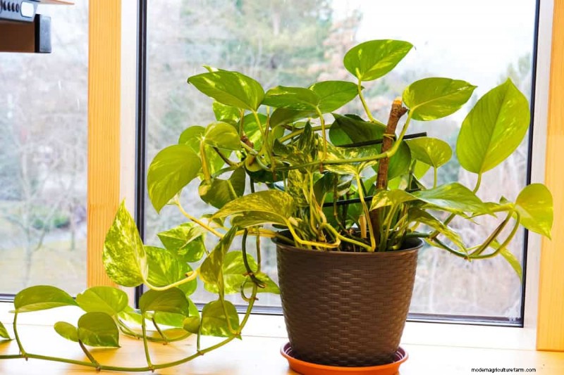 Verzorging van geldplanten:11 deskundige tips voor een bloeiende groei 