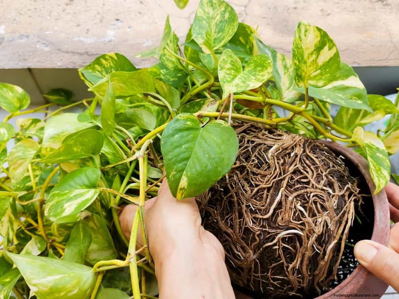 Verzorging van geldplanten:11 deskundige tips voor een bloeiende groei 