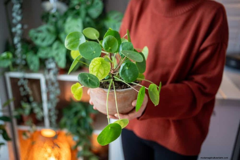 Verzorging van geldplanten:11 deskundige tips voor een bloeiende groei 