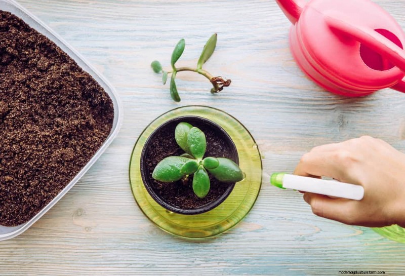 Verzorging van geldplanten:11 deskundige tips voor een bloeiende groei 