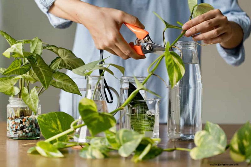 Verzorging van geldplanten:11 deskundige tips voor een bloeiende groei 
