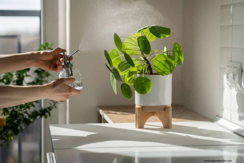 Verzorging van geldplanten:11 deskundige tips voor een bloeiende groei 