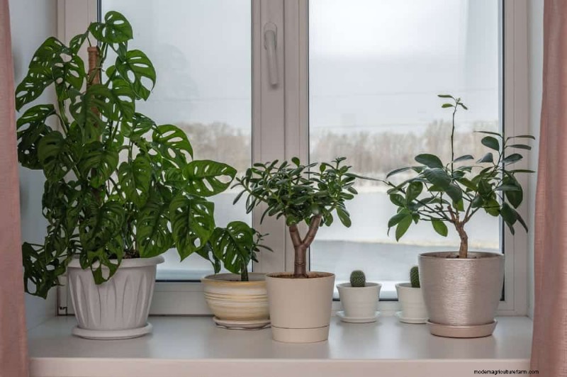 Verzorging van winterplanten:vermijd deze 12 fouten en zorg ervoor dat uw kamerplanten bloeien 