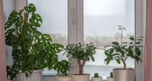 Cuidado de las plantas en invierno:evite estos 12 errores y mantenga prósperas sus plantas de interior 