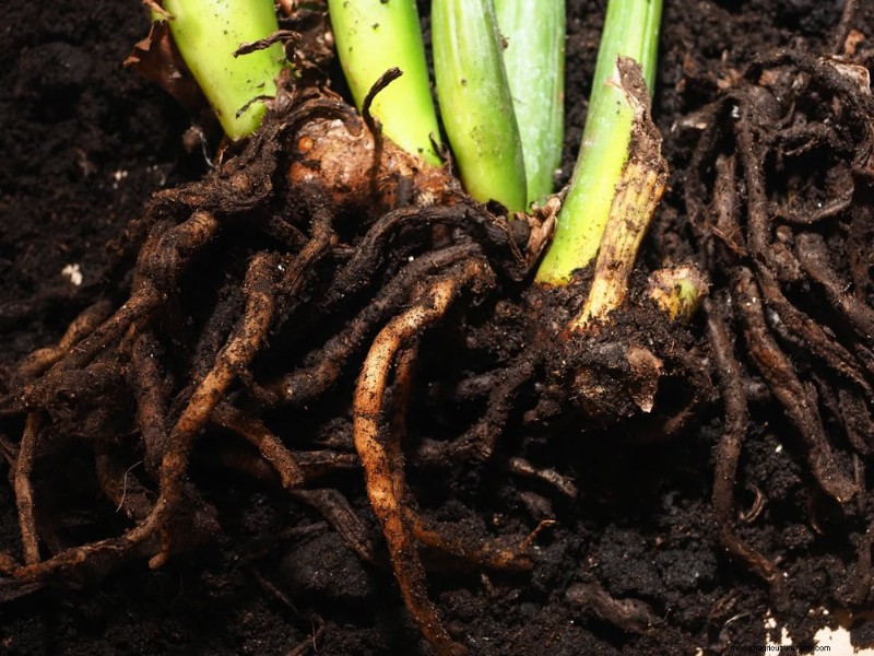 Verzorging van winterplanten:vermijd deze 12 fouten en zorg ervoor dat uw kamerplanten bloeien 