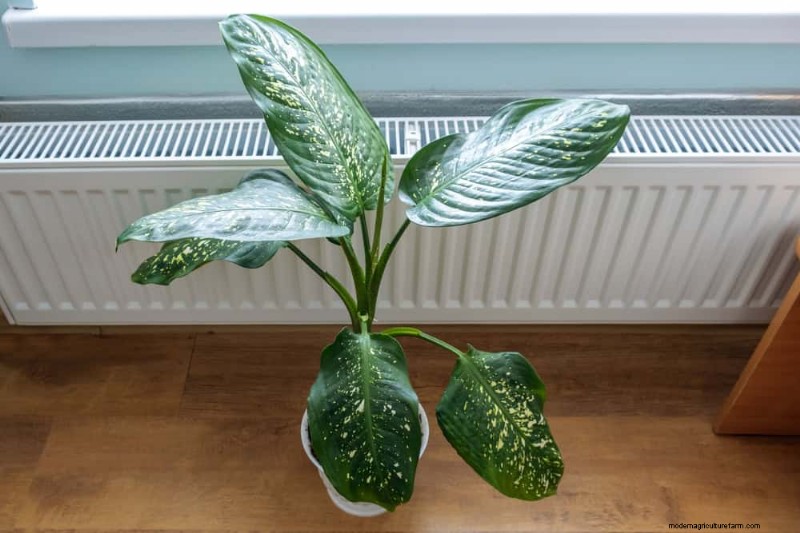 Verzorging van winterplanten:vermijd deze 12 fouten en zorg ervoor dat uw kamerplanten bloeien 