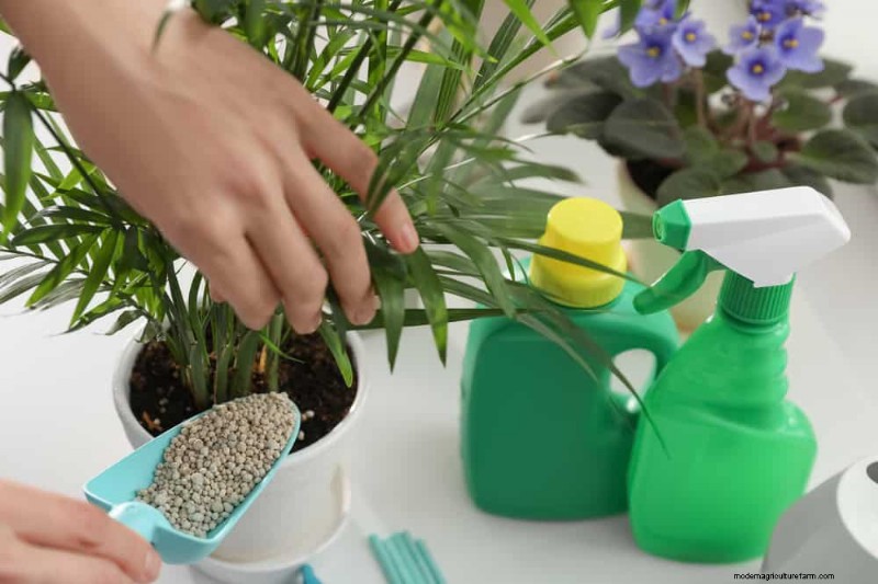 Verzorging van winterplanten:vermijd deze 12 fouten en zorg ervoor dat uw kamerplanten bloeien 