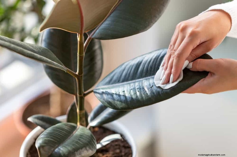 Verzorging van winterplanten:vermijd deze 12 fouten en zorg ervoor dat uw kamerplanten bloeien 