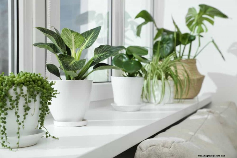 Verzorging van winterplanten:vermijd deze 12 fouten en zorg ervoor dat uw kamerplanten bloeien 