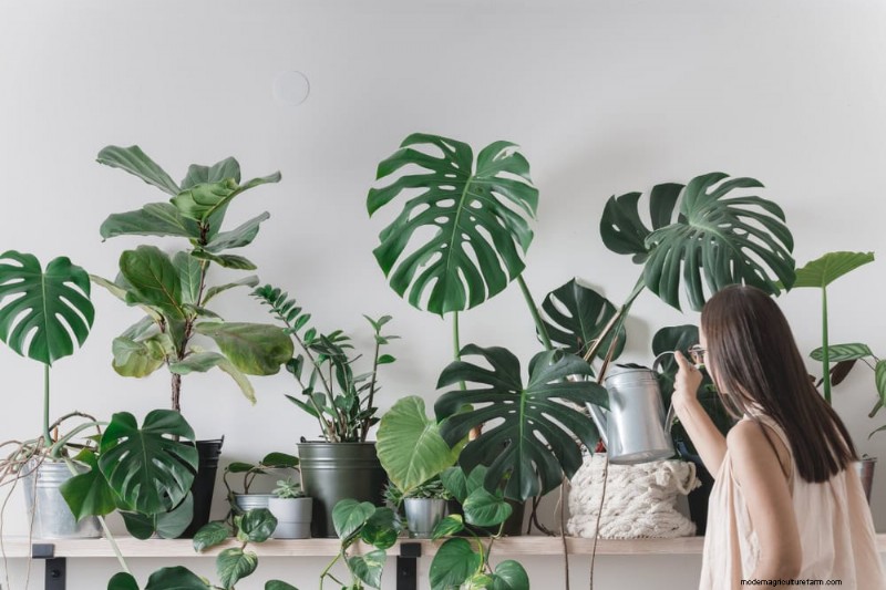 Verzorging van winterplanten:vermijd deze 12 fouten en zorg ervoor dat uw kamerplanten bloeien 