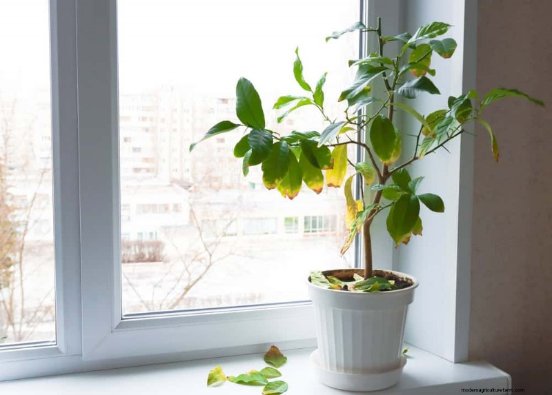 Verzorging van winterplanten:vermijd deze 12 fouten en zorg ervoor dat uw kamerplanten bloeien 