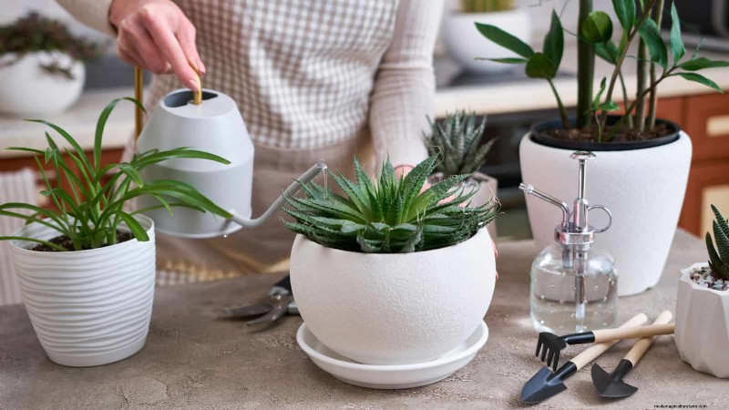 冬の根腐れから植物を守る:14 の専門家による水やりテクニック 