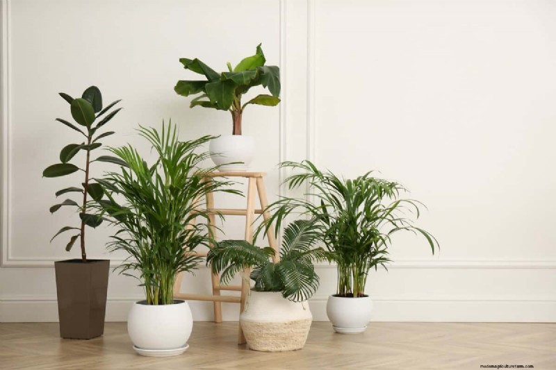 冬の根腐れから植物を守る:14 の専門家による水やりテクニック 