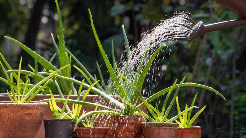 冬の根腐れから植物を守る:14 の専門家による水やりテクニック 