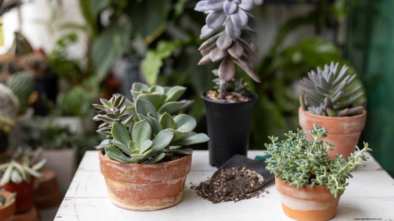 冬の根腐れから植物を守る:14 の専門家による水やりテクニック 
