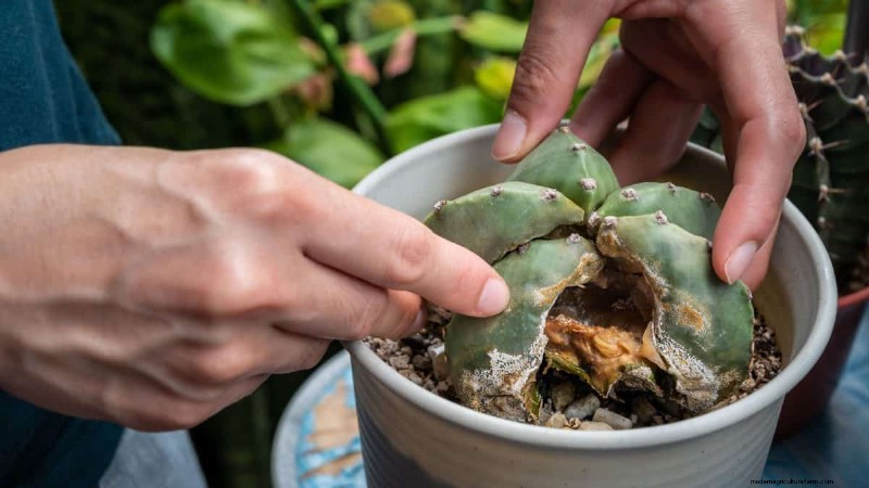 冬の根腐れから植物を守る:14 の専門家による水やりテクニック 