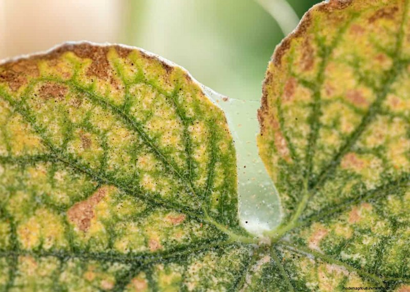 Controllo efficace del ragno rosso invernale:soluzioni comprovate per piante sane 