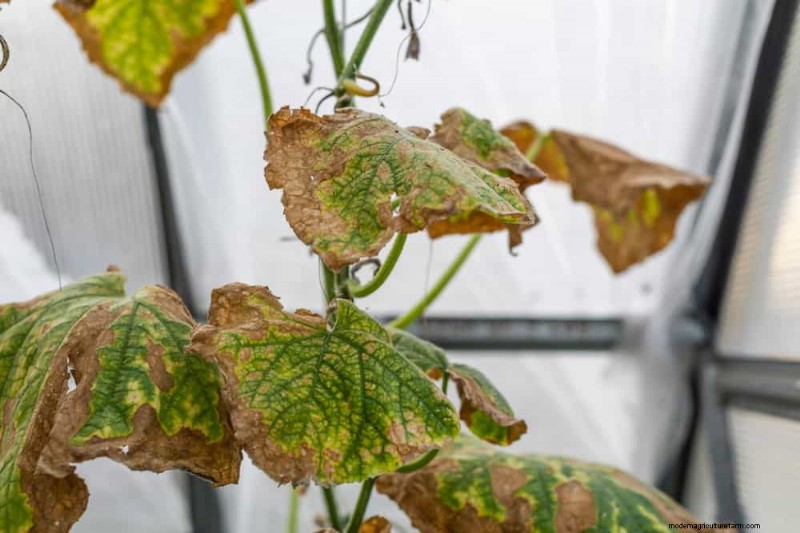 Controllo efficace del ragno rosso invernale:soluzioni comprovate per piante sane 