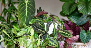 Fix Leggy Philodendrons:deskundige methoden voor bossige groei 