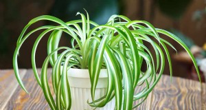 Umidità delle piante ragno:11 segni che la tua pianta ha bisogno di più umidità 