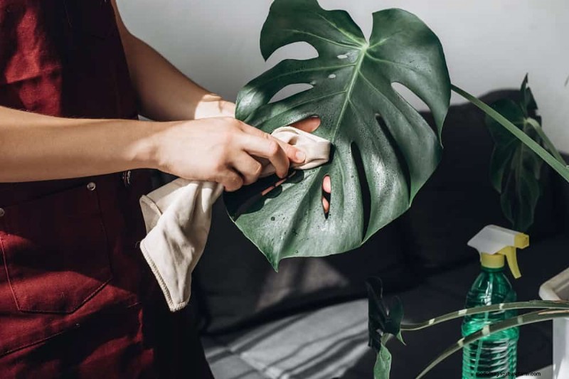Monstera-Pflege:11 Tipps für ein blühendes Wachstum im Winter 