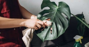 Monstera Care:11 consejos para un crecimiento próspero en invierno 