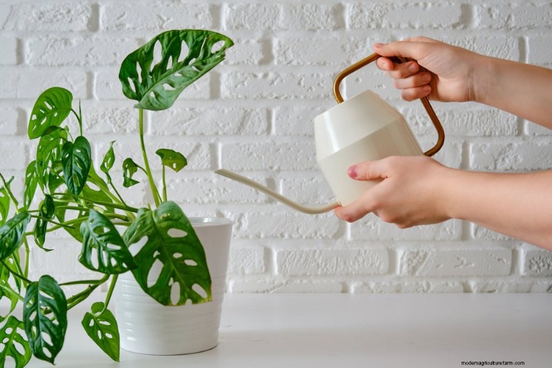 Monstera-Pflege:11 Tipps für ein blühendes Wachstum im Winter 