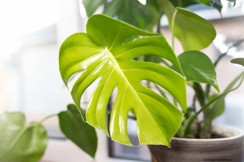 Monstera-Pflege:11 Tipps für ein blühendes Wachstum im Winter 