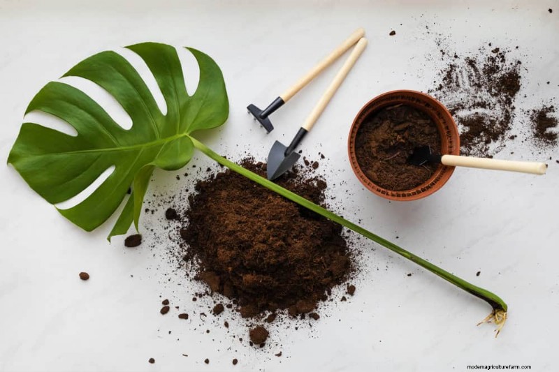 Monstera-Pflege:11 Tipps für ein blühendes Wachstum im Winter 