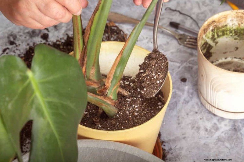 Monstera-Pflege:11 Tipps für ein blühendes Wachstum im Winter 