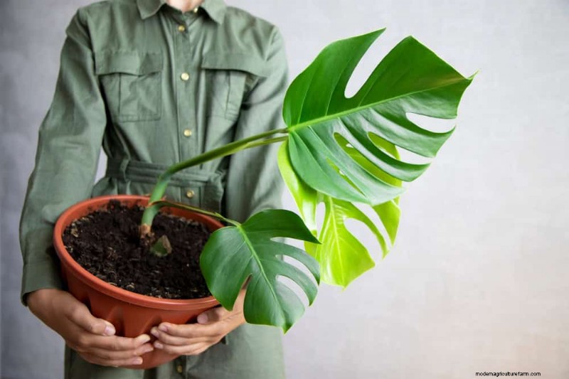Monstera-Pflege:11 Tipps für ein blühendes Wachstum im Winter 