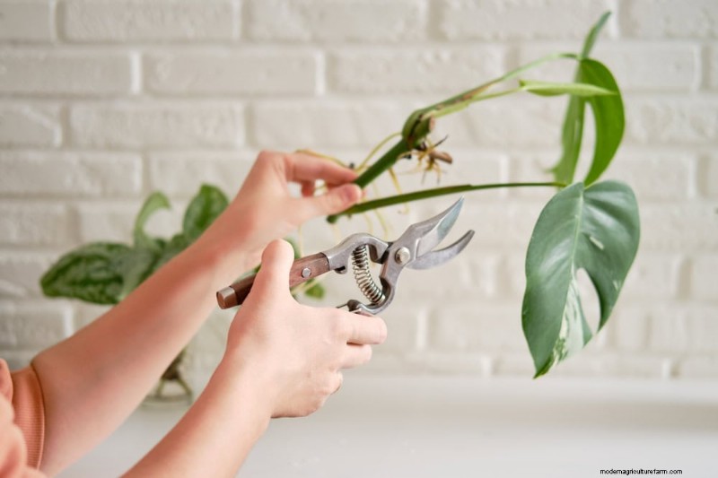 Monstera-Pflege:11 Tipps für ein blühendes Wachstum im Winter 
