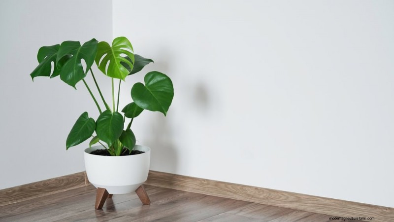 Monstera-Pflege:11 Tipps für ein blühendes Wachstum im Winter 