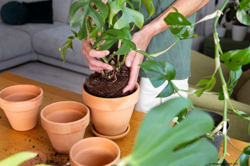 Monstera-Pflege:11 Tipps für ein blühendes Wachstum im Winter 