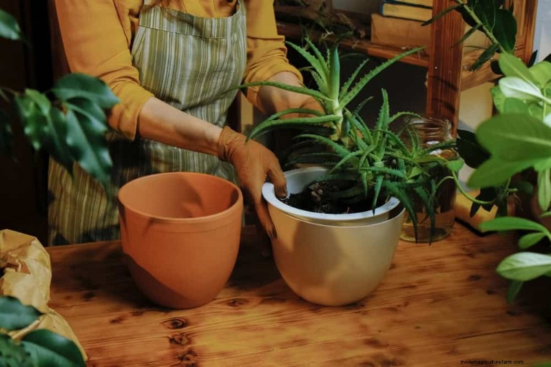 Aloe Vera-Pflege:Expertentipps für blühende Pflanzen 