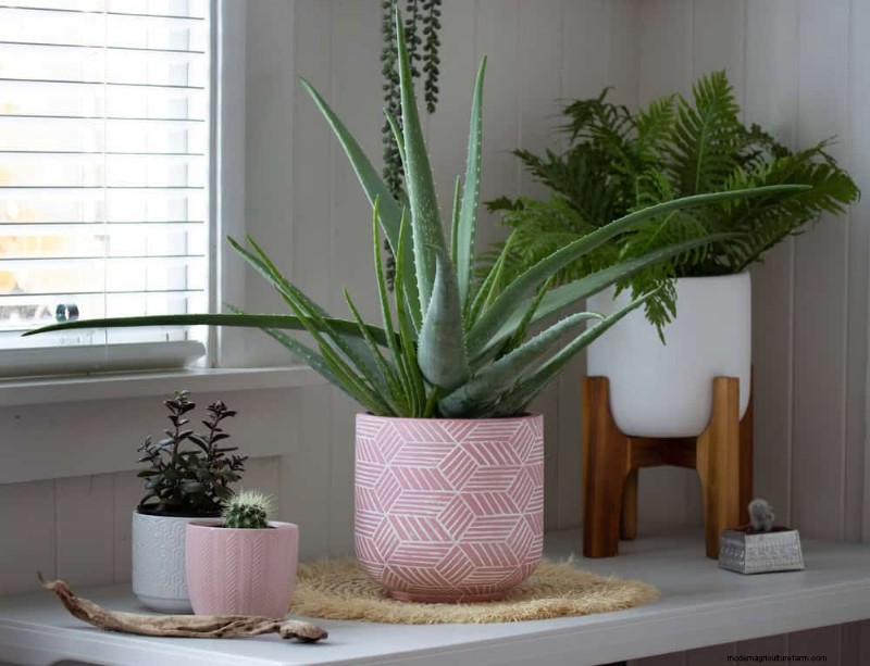 Aloe Vera-Pflege:Expertentipps für blühende Pflanzen 